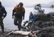 Peixe-espada de quase 2 metros aparece morto em Haida Gwaii, e El Niño entra na explicação do achado Peixe-espada de quase 2 metros aparece morto em Haida Gwaii, e El Niño entra na explicação do achado
