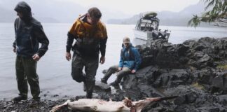 Peixe-espada de quase 2 metros aparece morto em Haida Gwaii, e El Niño entra na explicação do achado Peixe-espada de quase 2 metros aparece morto em Haida Gwaii, e El Niño entra na explicação do achado