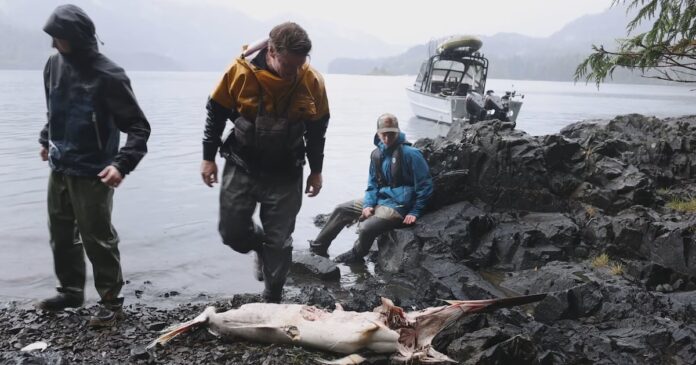Peixe-espada de quase 2 metros aparece morto em Haida Gwaii, e El Niño entra na explicação do achado Peixe-espada de quase 2 metros aparece morto em Haida Gwaii, e El Niño entra na explicação do achado