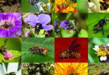 Inventário reúne 738 espécies de abelhas na Colômbia e revela que país pode ter quase 1.400 Inventário reúne 738 espécies de abelhas na Colômbia e revela que país pode ter quase 1.400