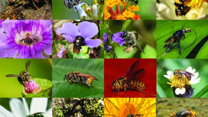 Inventário reúne 738 espécies de abelhas na Colômbia e revela que país pode ter quase 1.400 Inventário reúne 738 espécies de abelhas na Colômbia e revela que país pode ter quase 1.400
