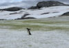 Cocô de pinguim deixa algas verdes na Antártida e pode acelerar o derretimento da neve costeira Cocô de pinguim deixa algas verdes na Antártida e pode acelerar o derretimento da neve costeira