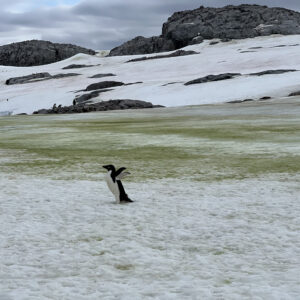 Cocô de pinguim deixa algas verdes na Antártida e pode acelerar o derretimento da neve costeira Cocô de pinguim deixa algas verdes na Antártida e pode acelerar o derretimento da neve costeira