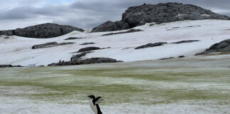 Cocô de pinguim deixa algas verdes na Antártida e pode acelerar o derretimento da neve costeira Cocô de pinguim deixa algas verdes na Antártida e pode acelerar o derretimento da neve costeira