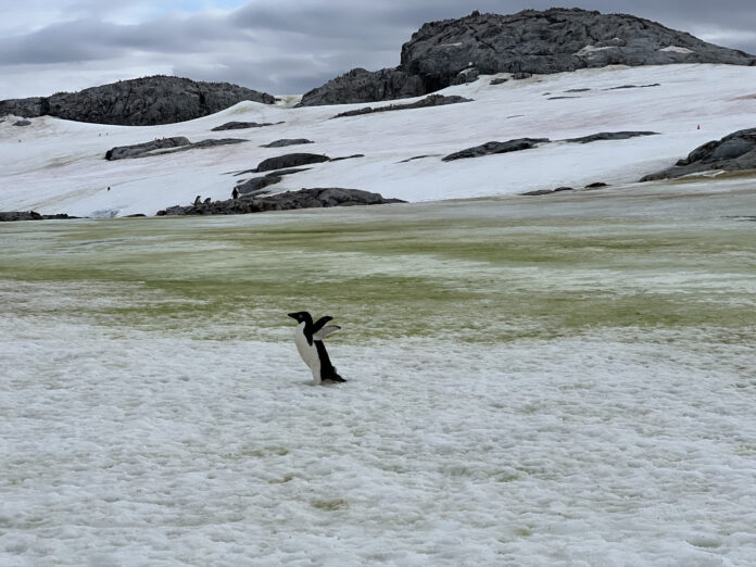 Cocô de pinguim deixa algas verdes na Antártida e pode acelerar o derretimento da neve costeira Cocô de pinguim deixa algas verdes na Antártida e pode acelerar o derretimento da neve costeira
