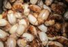 De “comida de pobre” a fonte de nutrientes: por que milhões comem insetos e o Ocidente é exceção De “comida de pobre” a fonte de nutrientes: por que milhões comem insetos e o Ocidente é exceção