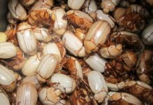 De “comida de pobre” a fonte de nutrientes: por que milhões comem insetos e o Ocidente é exceção De “comida de pobre” a fonte de nutrientes: por que milhões comem insetos e o Ocidente é exceção