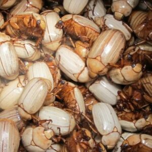 De “comida de pobre” a fonte de nutrientes: por que milhões comem insetos e o Ocidente é exceção De “comida de pobre” a fonte de nutrientes: por que milhões comem insetos e o Ocidente é exceção