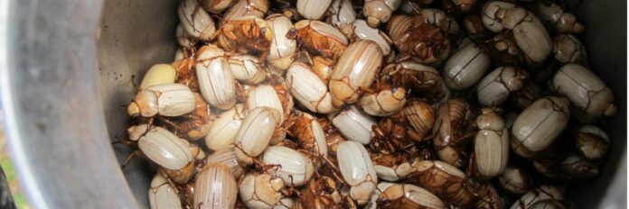 De “comida de pobre” a fonte de nutrientes: por que milhões comem insetos e o Ocidente é exceção De “comida de pobre” a fonte de nutrientes: por que milhões comem insetos e o Ocidente é exceção