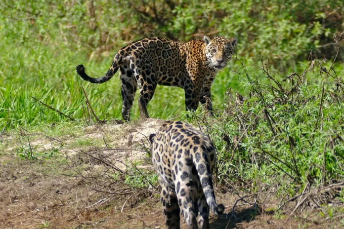 Onça-pintada quase não tem predadores adultos, mas perde espaço para estradas, caça e conflitos Onça-pintada quase não tem predadores adultos, mas perde espaço para estradas, caça e conflitos