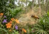Abelhas perdem o cheiro das flores quando ozônio e óxidos de nitrogênio se misturam no ar Abelhas perdem o cheiro das flores quando ozônio e óxidos de nitrogênio se misturam no ar