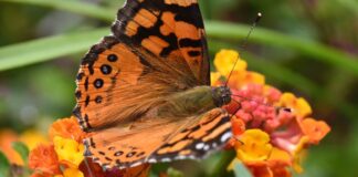 Borboletas ganharam um nono sensor de luz, ampliaram as cores vistas nas flores e revelaram um cérebro pronto Borboletas ganharam um nono sensor de luz, ampliaram as cores vistas nas flores e revelaram um cérebro pronto