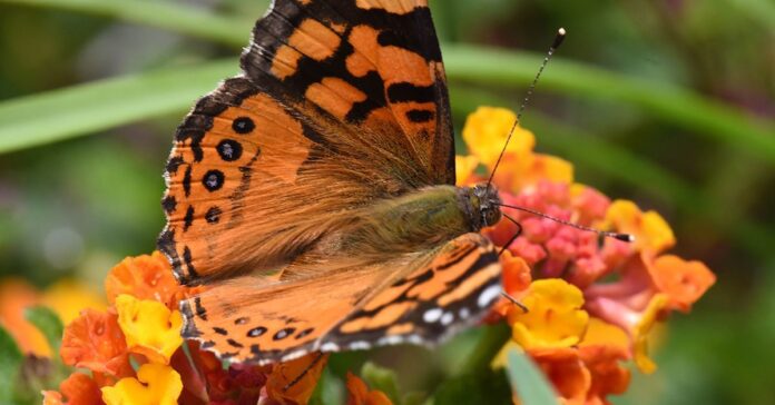 Borboletas ganharam um nono sensor de luz, ampliaram as cores vistas nas flores e revelaram um cérebro pronto Borboletas ganharam um nono sensor de luz, ampliaram as cores vistas nas flores e revelaram um cérebro pronto
