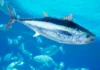 De ossos em cavernas a leilões milionários: pesca do atum acompanha humanos há 44 mil anos De ossos em cavernas a leilões milionários: pesca do atum acompanha humanos há 44 mil anos