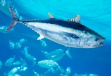 De ossos em cavernas a leilões milionários: pesca do atum acompanha humanos há 44 mil anos De ossos em cavernas a leilões milionários: pesca do atum acompanha humanos há 44 mil anos