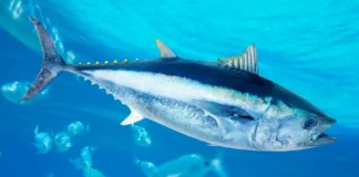 De ossos em cavernas a leilões milionários: pesca do atum acompanha humanos há 44 mil anos De ossos em cavernas a leilões milionários: pesca do atum acompanha humanos há 44 mil anos
