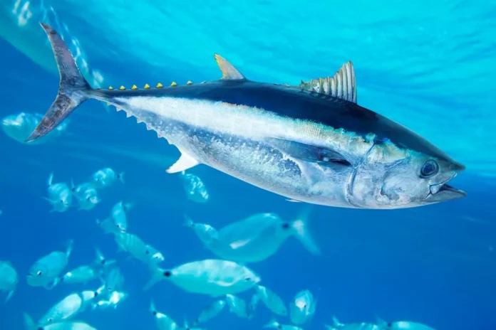 De ossos em cavernas a leilões milionários: pesca do atum acompanha humanos há 44 mil anos