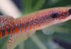 Peixe de 2,7 cm é encontrado em poças do Amapá, mas garimpo já pressiona o habitat da nova espécie Peixe de 2,7 cm é encontrado em poças do Amapá, mas garimpo já pressiona o habitat da nova espécie