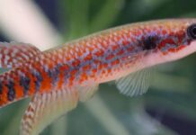 Peixe de 2,7 cm é encontrado em poças do Amapá, mas garimpo já pressiona o habitat da nova espécie Peixe de 2,7 cm é encontrado em poças do Amapá, mas garimpo já pressiona o habitat da nova espécie