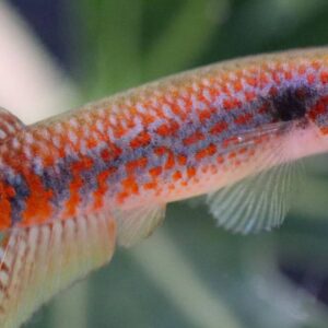 Peixe de 2,7 cm é encontrado em poças do Amapá, mas garimpo já pressiona o habitat da nova espécie Peixe de 2,7 cm é encontrado em poças do Amapá, mas garimpo já pressiona o habitat da nova espécie