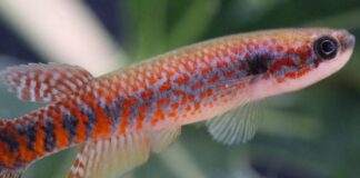 Peixe de 2,7 cm é encontrado em poças do Amapá, mas garimpo já pressiona o habitat da nova espécie Peixe de 2,7 cm é encontrado em poças do Amapá, mas garimpo já pressiona o habitat da nova espécie