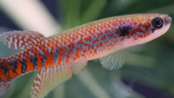 Peixe de 2,7 cm é encontrado em poças do Amapá, mas garimpo já pressiona o habitat da nova espécie Peixe de 2,7 cm é encontrado em poças do Amapá, mas garimpo já pressiona o habitat da nova espécie