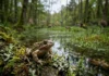 Sapo ameaçado revela como mapas de habitat podem prever diversidade genética em 404 animais na França Sapo ameaçado revela como mapas de habitat podem prever diversidade genética em 404 animais na França