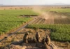 Agricultura intensiva isola babuínos em seis países africanos e reduz conexões genéticas da espécie Agricultura intensiva isola babuínos em seis países africanos e reduz conexões genéticas da espécie