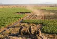 Agricultura intensiva isola babuínos em seis países africanos e reduz conexões genéticas da espécie Agricultura intensiva isola babuínos em seis países africanos e reduz conexões genéticas da espécie