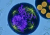 Canola com cromossomos a mais mantém o pólen fértil, mas erros na divisão reduzem a reprodução Canola com cromossomos a mais mantém o pólen fértil, mas erros na divisão reduzem a reprodução