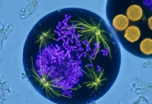 Canola com cromossomos a mais mantém o pólen fértil, mas erros na divisão reduzem a reprodução Canola com cromossomos a mais mantém o pólen fértil, mas erros na divisão reduzem a reprodução