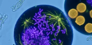 Canola com cromossomos a mais mantém o pólen fértil, mas erros na divisão reduzem a reprodução Canola com cromossomos a mais mantém o pólen fértil, mas erros na divisão reduzem a reprodução
