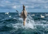 Aves mergulham a 112 km/h no mar e têm vértebras reforçadas para sobreviver ao impacto Aves mergulham a 112 km/h no mar e têm vértebras reforçadas para sobreviver ao impacto