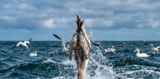 Aves mergulham a 112 km/h no mar e têm vértebras reforçadas para sobreviver ao impacto Aves mergulham a 112 km/h no mar e têm vértebras reforçadas para sobreviver ao impacto