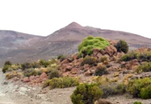 Mudanças rápidas de temperatura aceleram a troca de espécies e podem desorganizar ecossistemas Mudanças rápidas de temperatura aceleram a troca de espécies e podem desorganizar ecossistemas