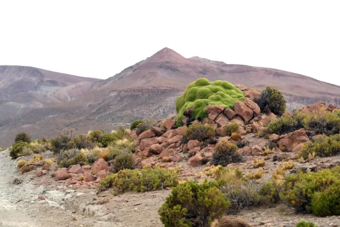 Mudanças rápidas de temperatura aceleram a troca de espécies e podem desorganizar ecossistemas Mudanças rápidas de temperatura aceleram a troca de espécies e podem desorganizar ecossistemas
