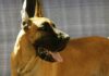 Por que cães grandes vivem menos: estudo com 864 cães aponta genes saltadores que escapam do controle com a idade Por que cães grandes vivem menos: estudo com 864 cães aponta genes saltadores que escapam do controle com a idade