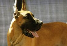 Por que cães grandes vivem menos: estudo com 864 cães aponta genes saltadores que escapam do controle com a idade Por que cães grandes vivem menos: estudo com 864 cães aponta genes saltadores que escapam do controle com a idade