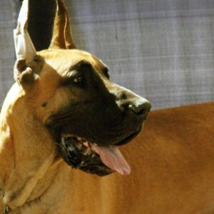 Por que cães grandes vivem menos: estudo com 864 cães aponta genes saltadores que escapam do controle com a idade Por que cães grandes vivem menos: estudo com 864 cães aponta genes saltadores que escapam do controle com a idade