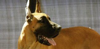 Por que cães grandes vivem menos: estudo com 864 cães aponta genes saltadores que escapam do controle com a idade Por que cães grandes vivem menos: estudo com 864 cães aponta genes saltadores que escapam do controle com a idade