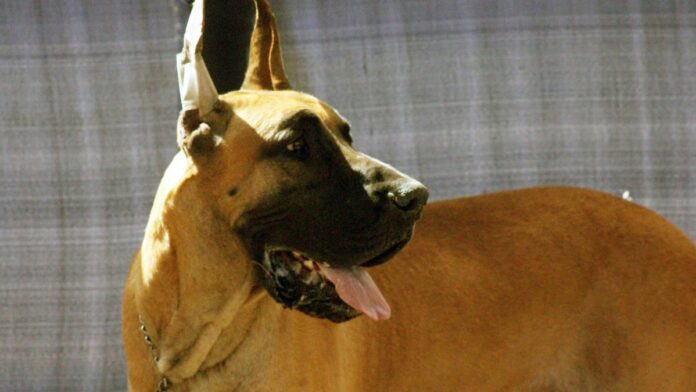 Por que cães grandes vivem menos: estudo com 864 cães aponta genes saltadores que escapam do controle com a idade Por que cães grandes vivem menos: estudo com 864 cães aponta genes saltadores que escapam do controle com a idade