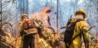 Incêndios no Amazonas dobram em 2026, atingem terra Mura e levam 11 aeronaves a uma região sob alerta Incêndios no Amazonas dobram em 2026, atingem terra Mura e levam 11 aeronaves a uma região sob alerta