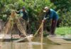 Pirarucu vira invasor no Guaporé: 361 peixes e 18 toneladas retirados de reserva em Rondônia Pirarucu vira invasor no Guaporé: 361 peixes e 18 toneladas retirados de reserva em Rondônia
