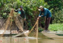Pirarucu vira invasor no Guaporé: 361 peixes e 18 toneladas retirados de reserva em Rondônia Pirarucu vira invasor no Guaporé: 361 peixes e 18 toneladas retirados de reserva em Rondônia