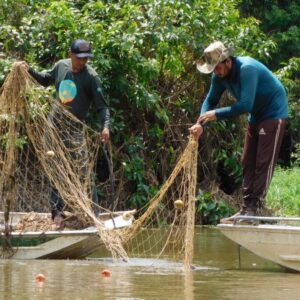 Pirarucu vira invasor no Guaporé: 361 peixes e 18 toneladas retirados de reserva em Rondônia Pirarucu vira invasor no Guaporé: 361 peixes e 18 toneladas retirados de reserva em Rondônia