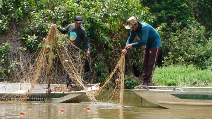 Pirarucu vira invasor no Guaporé: 361 peixes e 18 toneladas retirados de reserva em Rondônia Pirarucu vira invasor no Guaporé: 361 peixes e 18 toneladas retirados de reserva em Rondônia