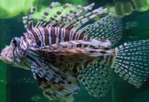 Peixe-leão chega a Abrolhos, o maior recife do Atlântico Sul, e prefeitura paga R$ 10 por exemplar retirado do mar Peixe-leão chega a Abrolhos, o maior recife do Atlântico Sul, e prefeitura paga R$ 10 por exemplar retirado do mar