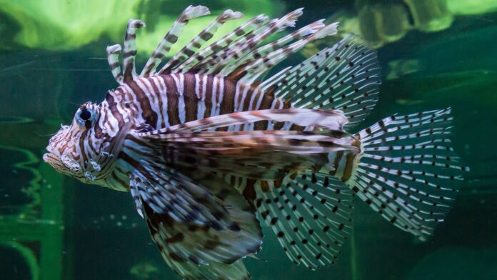 Peixe-leão chega a Abrolhos, o maior recife do Atlântico Sul, e prefeitura paga R$ 10 por exemplar retirado do mar Peixe-leão chega a Abrolhos, o maior recife do Atlântico Sul, e prefeitura paga R$ 10 por exemplar retirado do mar