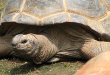 Eram menos de mil no século 19; hoje uma ilha do Índico tem 183 mil tartarugas gigantes, e a contagem antiga deixava milhares escondidas no mato Eram menos de mil no século 19; hoje uma ilha do Índico tem 183 mil tartarugas gigantes, e a contagem antiga deixava milhares escondidas no mato