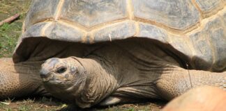 Eram menos de mil no século 19; hoje uma ilha do Índico tem 183 mil tartarugas gigantes, e a contagem antiga deixava milhares escondidas no mato Eram menos de mil no século 19; hoje uma ilha do Índico tem 183 mil tartarugas gigantes, e a contagem antiga deixava milhares escondidas no mato